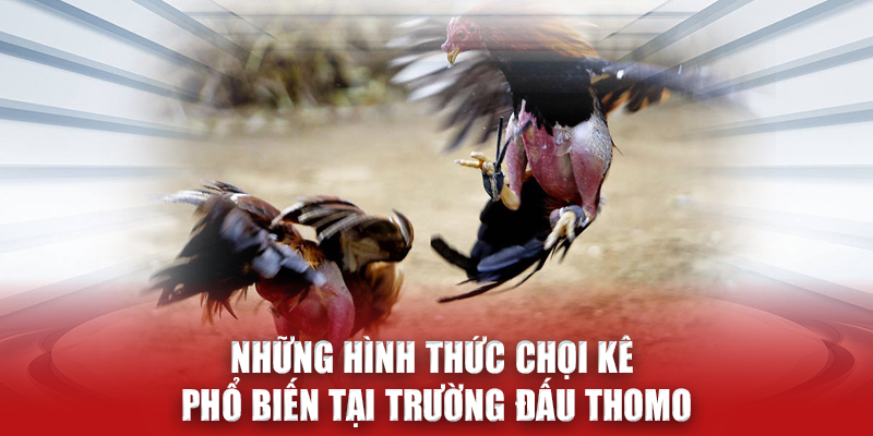 Những hình thức chọi kê phổ biến tại trường đấu Thomo N666